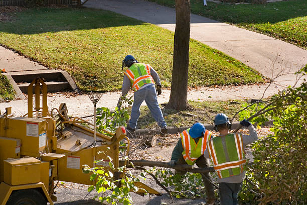 Professional Tree Removal and Landscaping Services in El Sobrante, CA